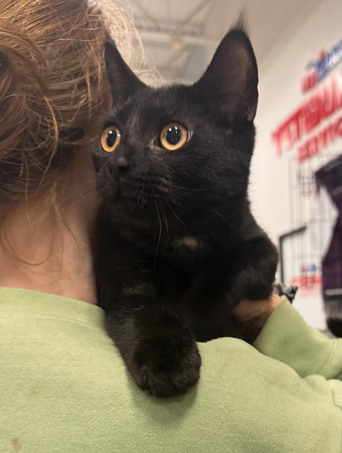 Gavin  Jenkintown Ps thumbnail 4