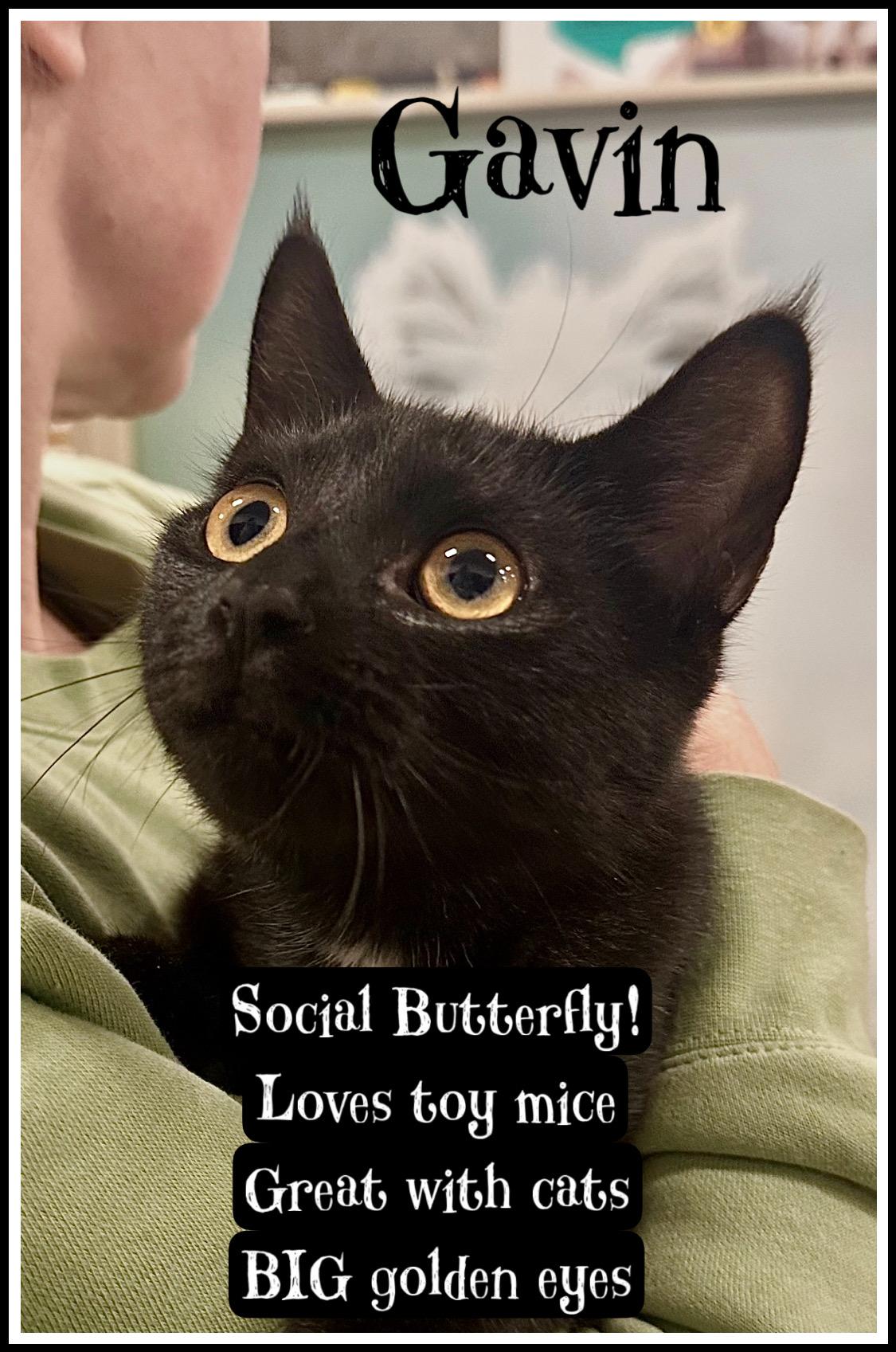 Gavin Jenkintown Ps photo 1