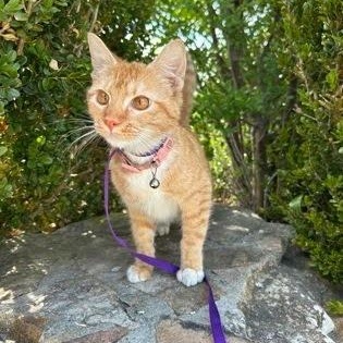 Cassy, a ADOPTABLE American Shorthair in Danbury, CT image 1/2