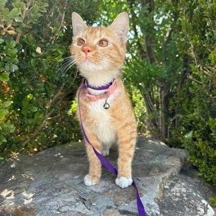 Cassy, a ADOPTABLE American Shorthair in Danbury, CT image 2/2
