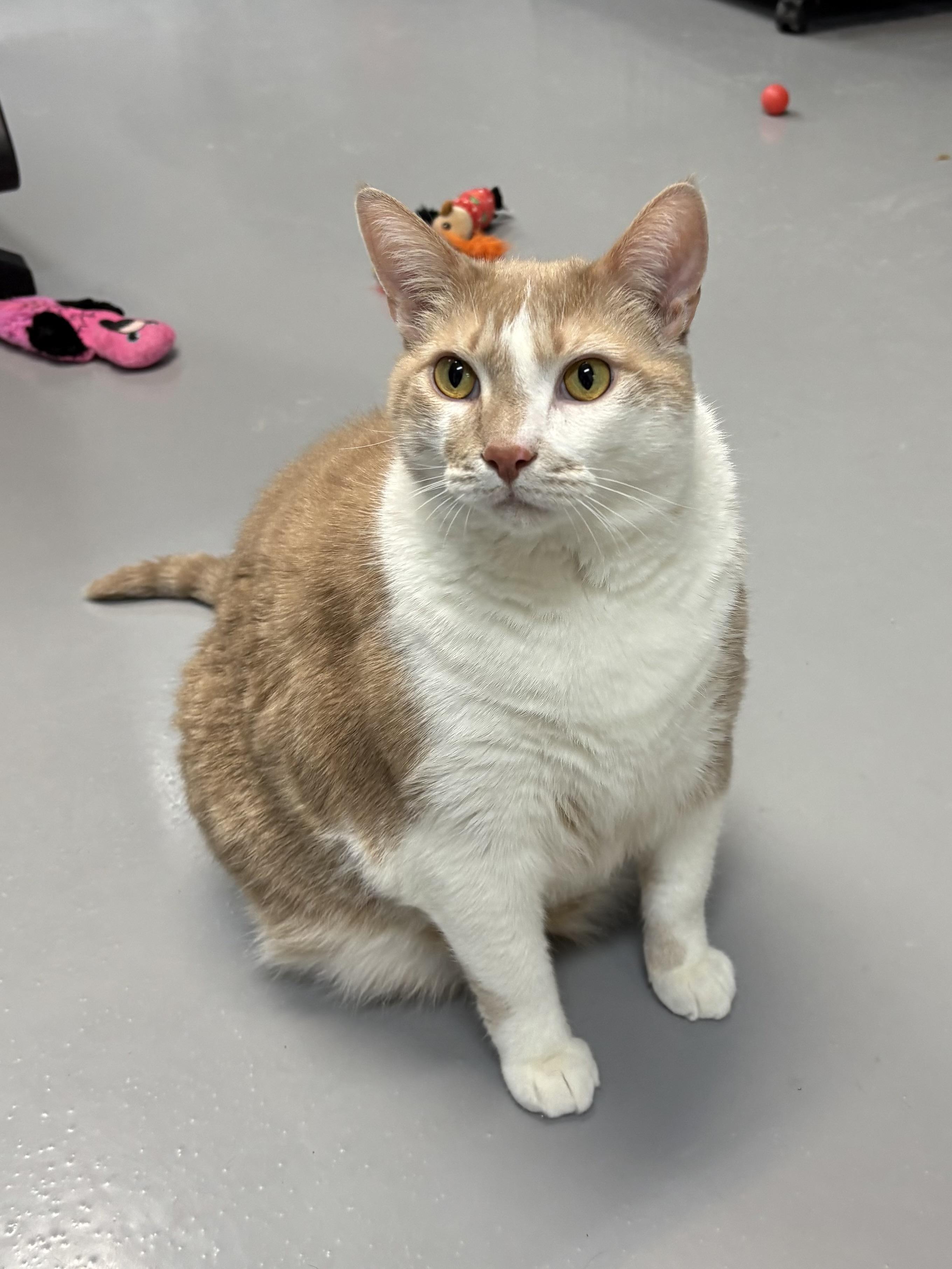 Kilo, ADOPTABLE, Adult Male American Shorthair.