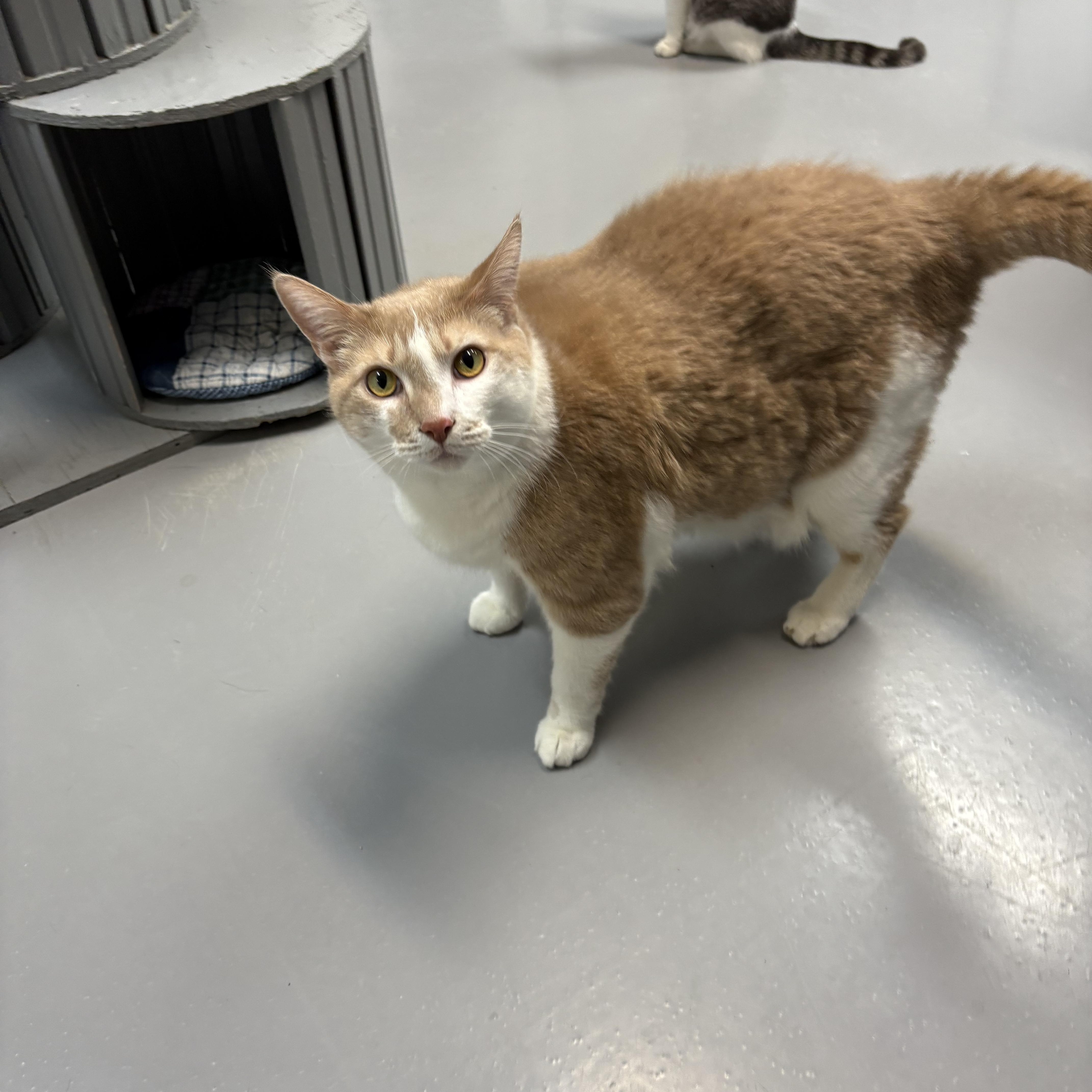 Enlarge Kilo, a ADOPTABLE American Shorthair in Big Rapids, MI image 2/3