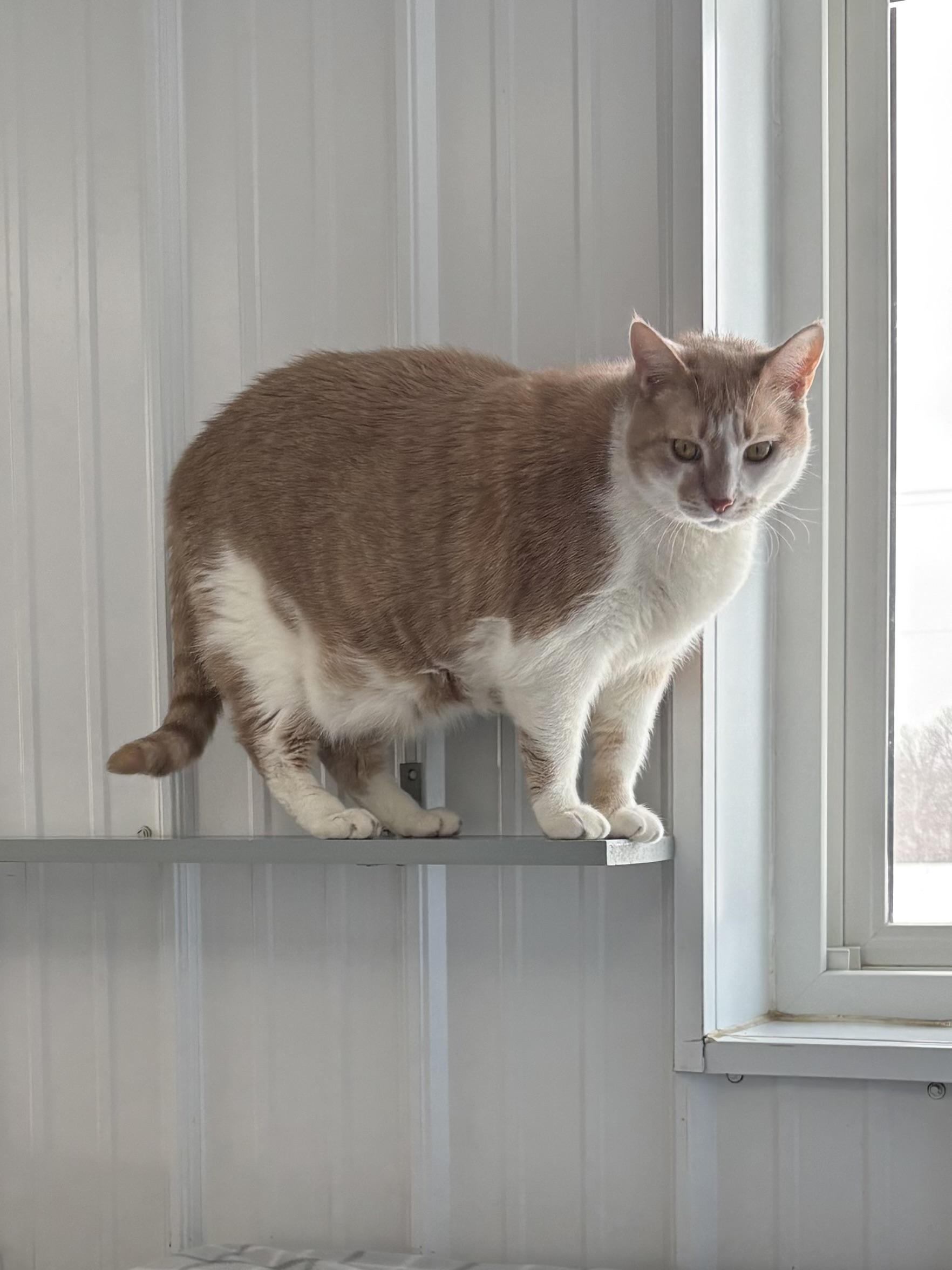 Enlarge Kilo, a ADOPTABLE American Shorthair in Big Rapids, MI image 3/3