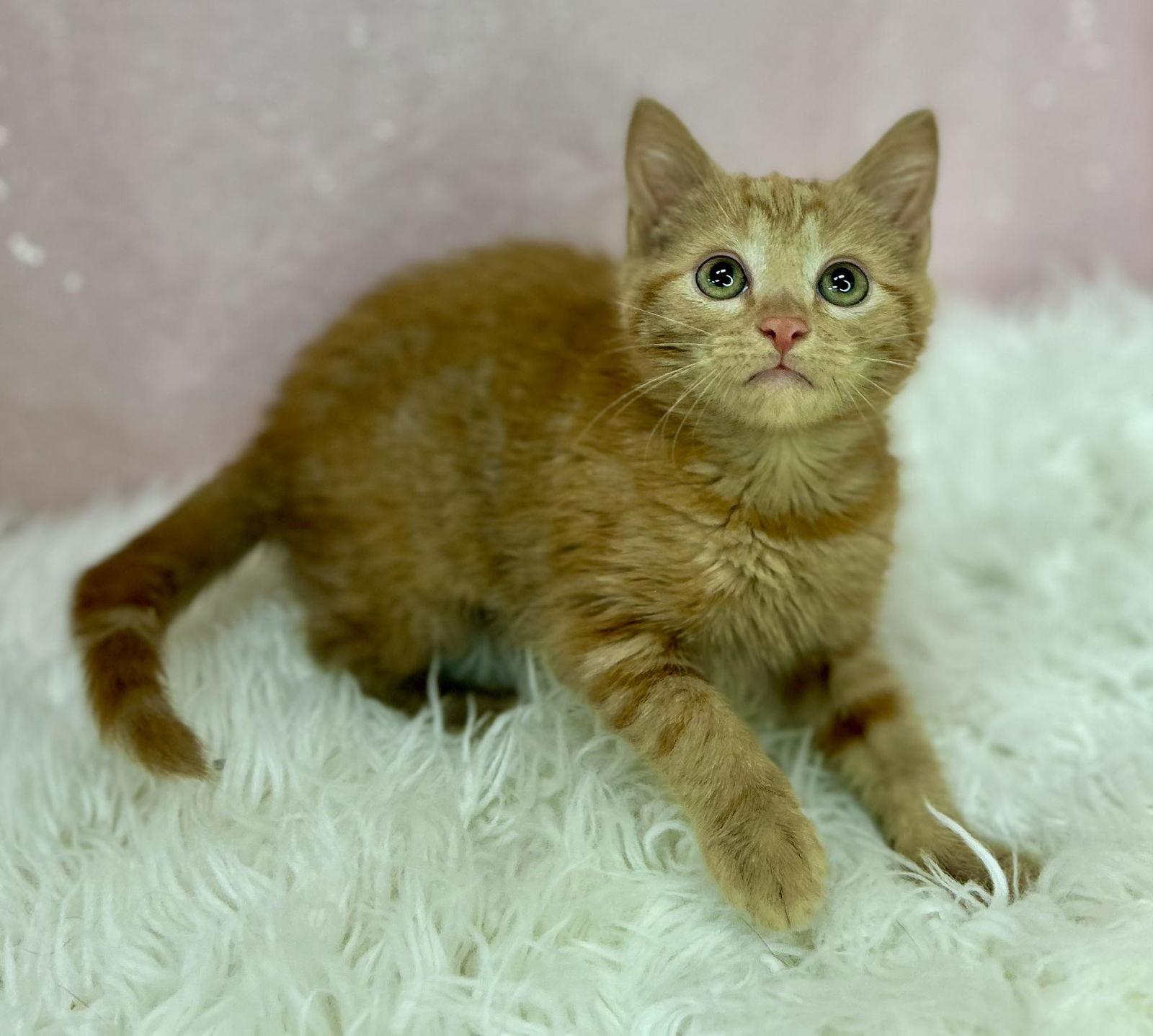 Enlarge Judy, a Adopted Domestic Short Hair in Clarkesville, GA image 1/1