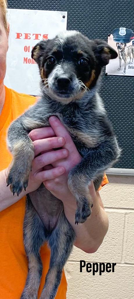 Pepper, Adoptable, Puppy Female Australian Cattle Dog / Blue Heeler & Cattle Dog.
