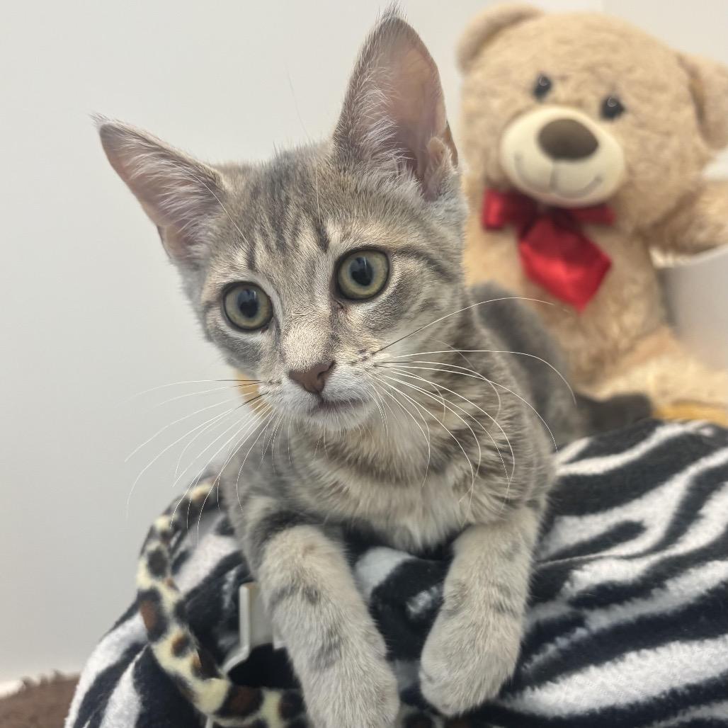 Enlarge Poppy, a Adoptable Domestic Short Hair in Waynesburg, PA image 2/4