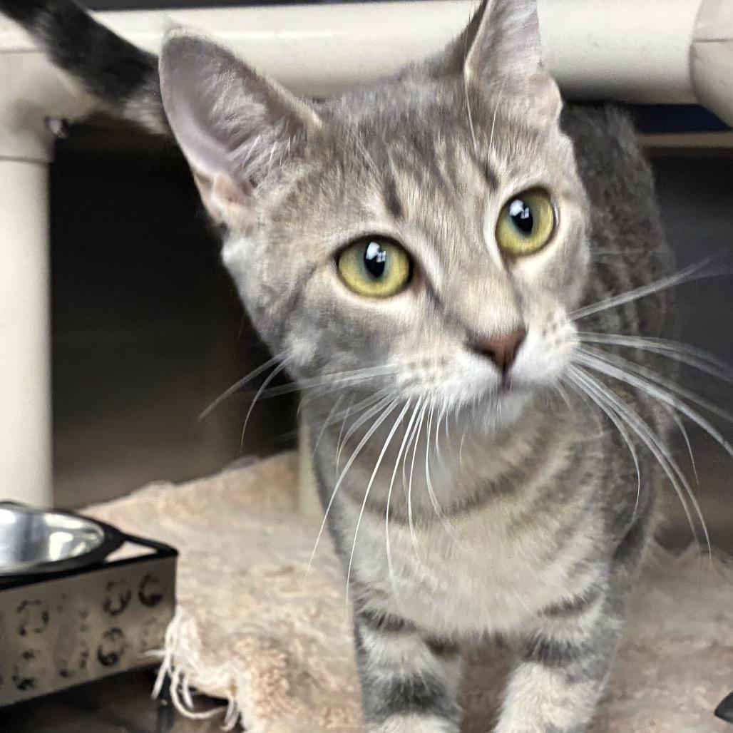 Poppy, Adoptable, Young Female Domestic Short Hair.
