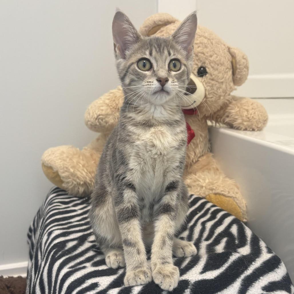 Poppy, Adoptable, Young Female Domestic Short Hair.