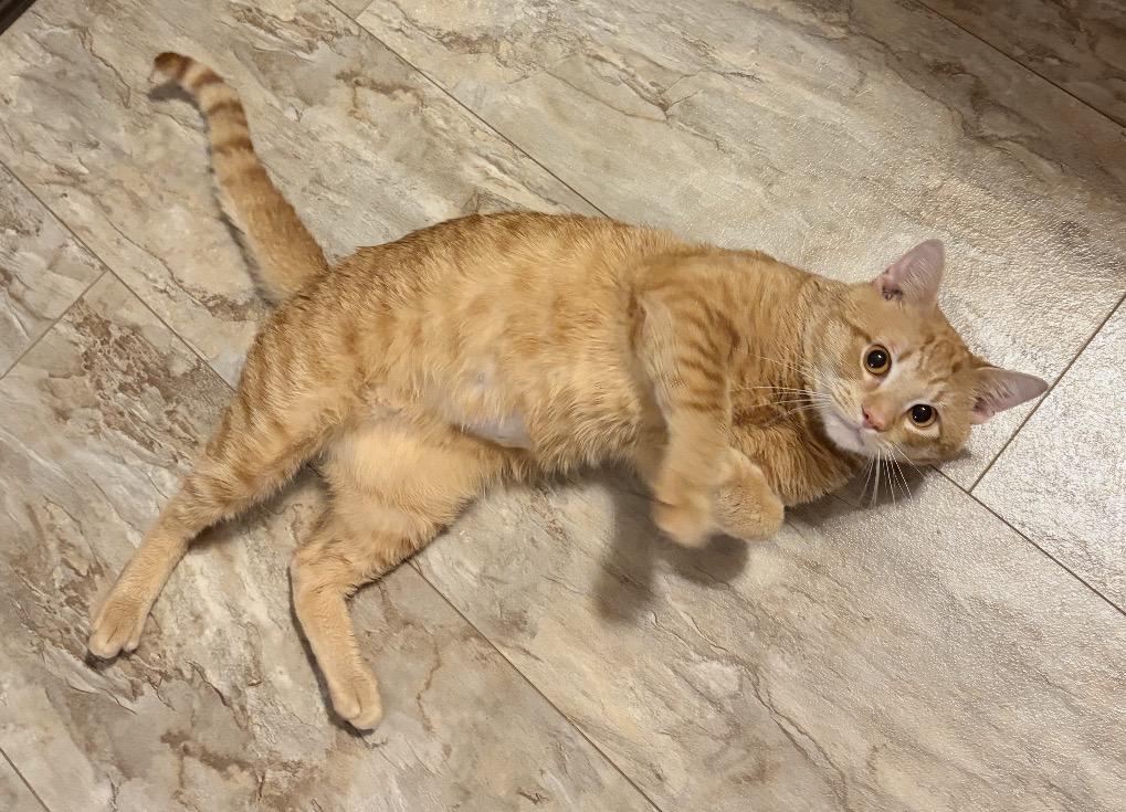 Taz, a ADOPTABLE Domestic Short Hair in Syracuse, NY image 3/4