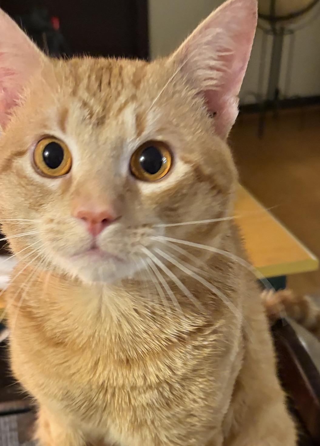 Taz, ADOPTABLE, Young Male Domestic Short Hair.