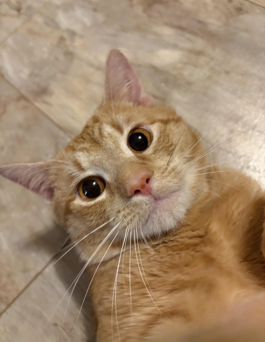 Taz, a ADOPTABLE Domestic Short Hair in Syracuse, NY image 2/4