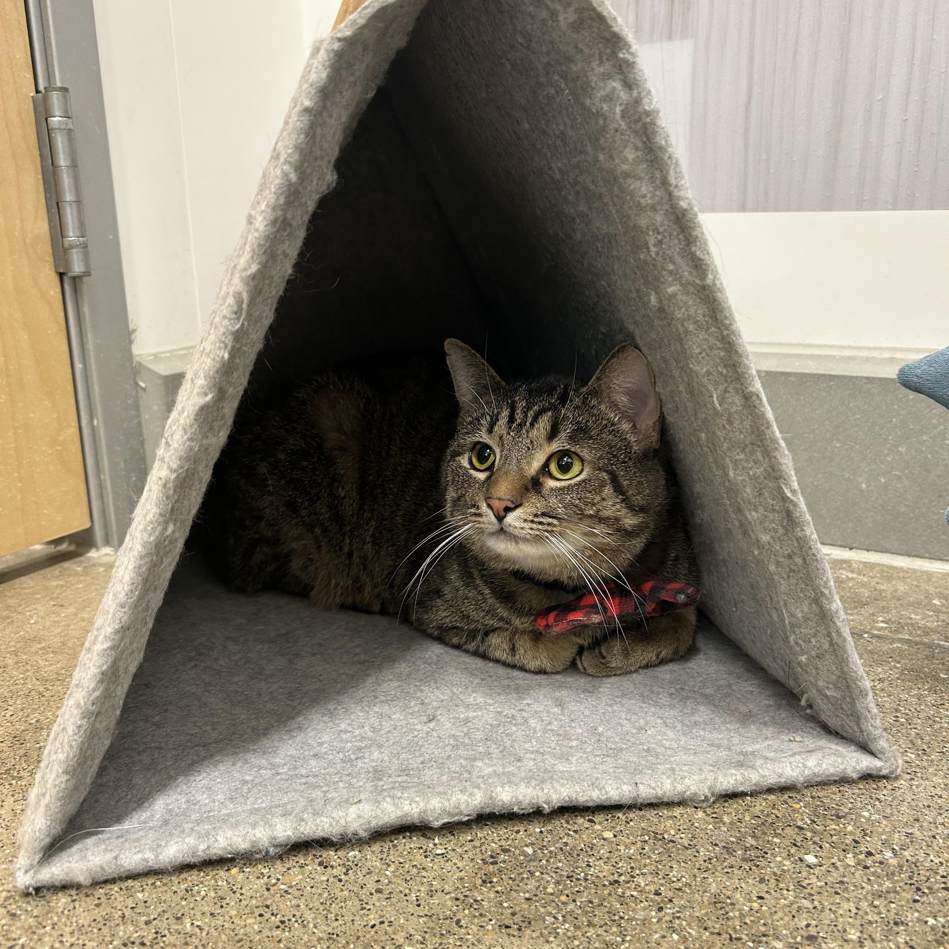 Enlarge Gomez , a ADOPTABLE Domestic Short Hair in Columbus , OH image 1/3