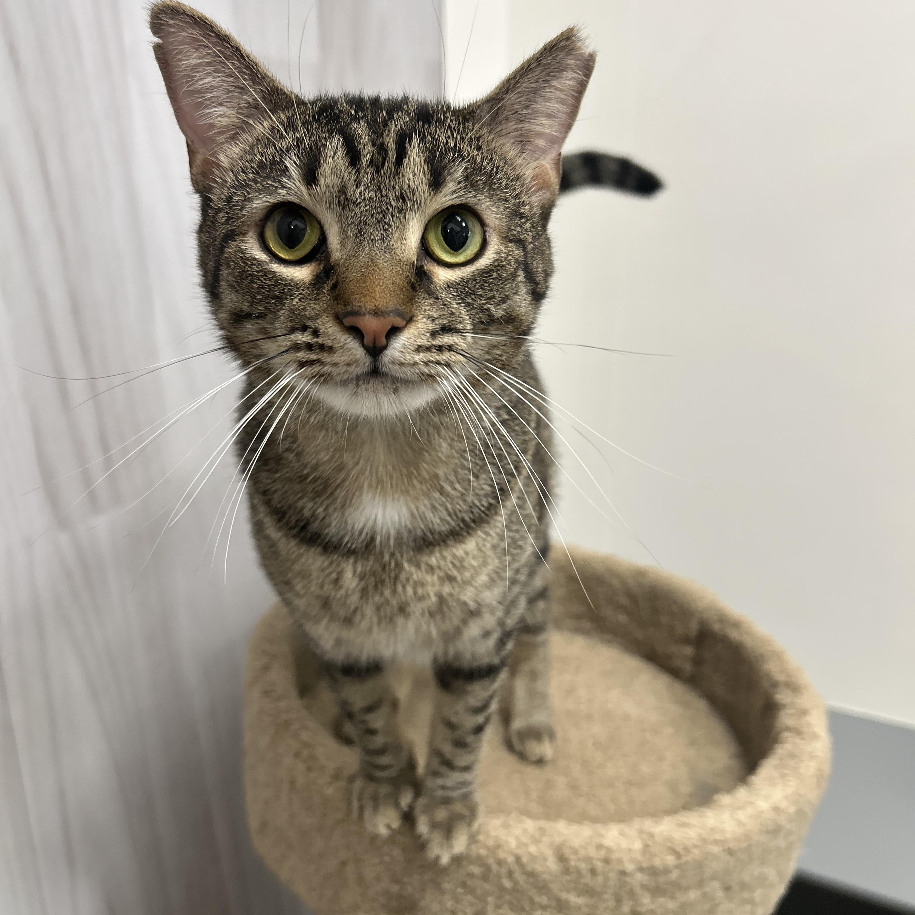 Enlarge Gomez , a ADOPTABLE Domestic Short Hair in Columbus , OH image 2/5