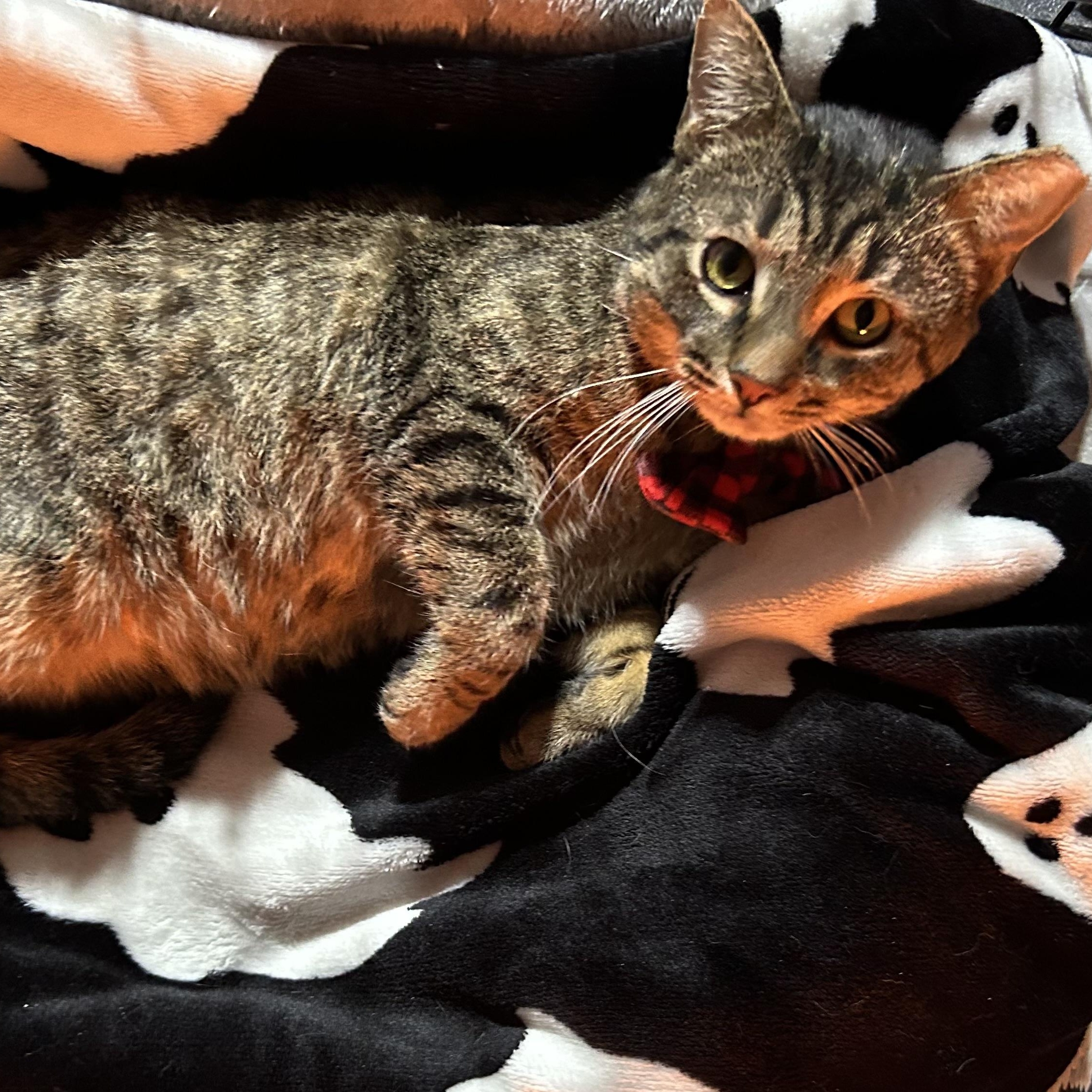 Enlarge Gomez , a ADOPTABLE Domestic Short Hair in Columbus , OH image 2/3