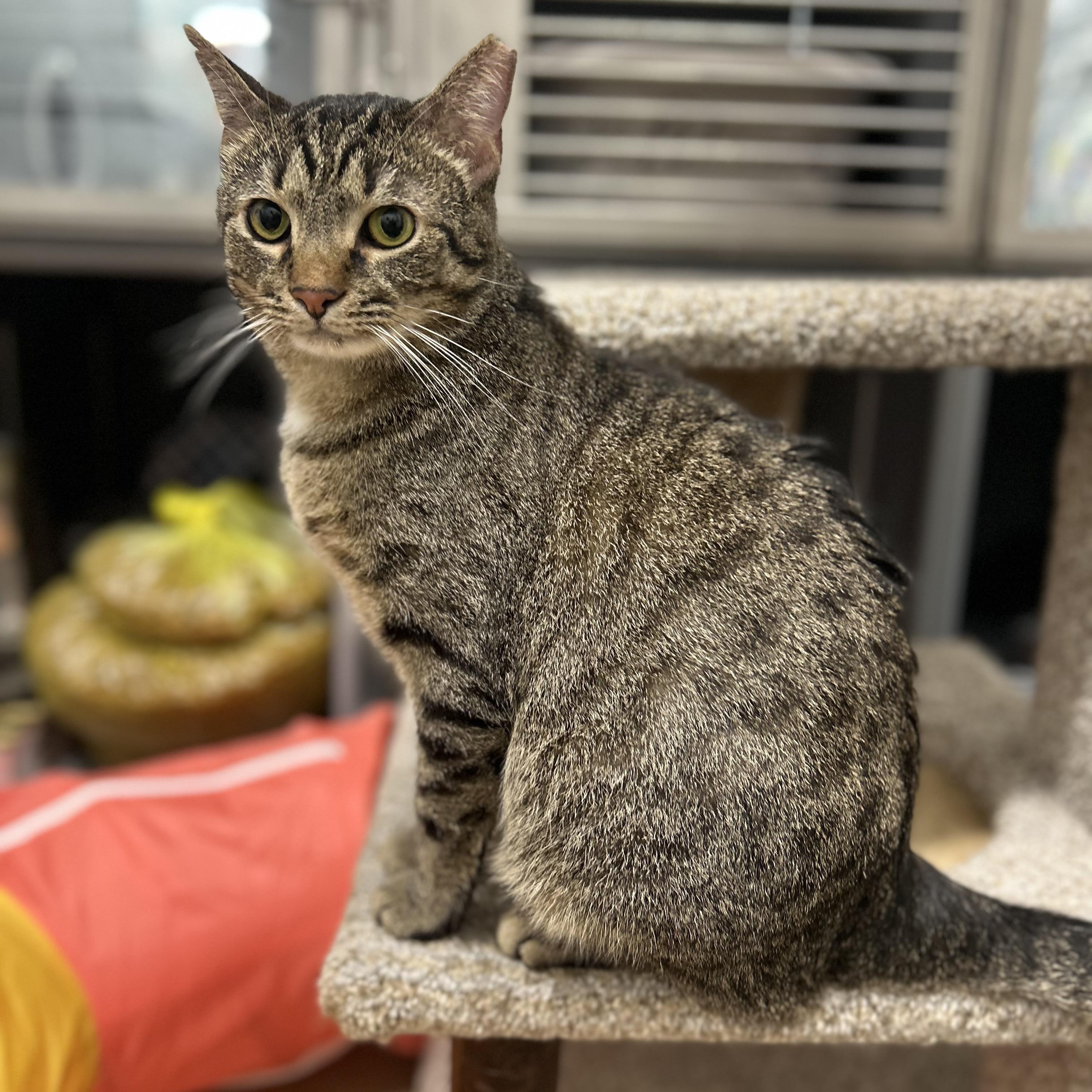Gomez , ADOPTABLE, Young Male Domestic Short Hair.
