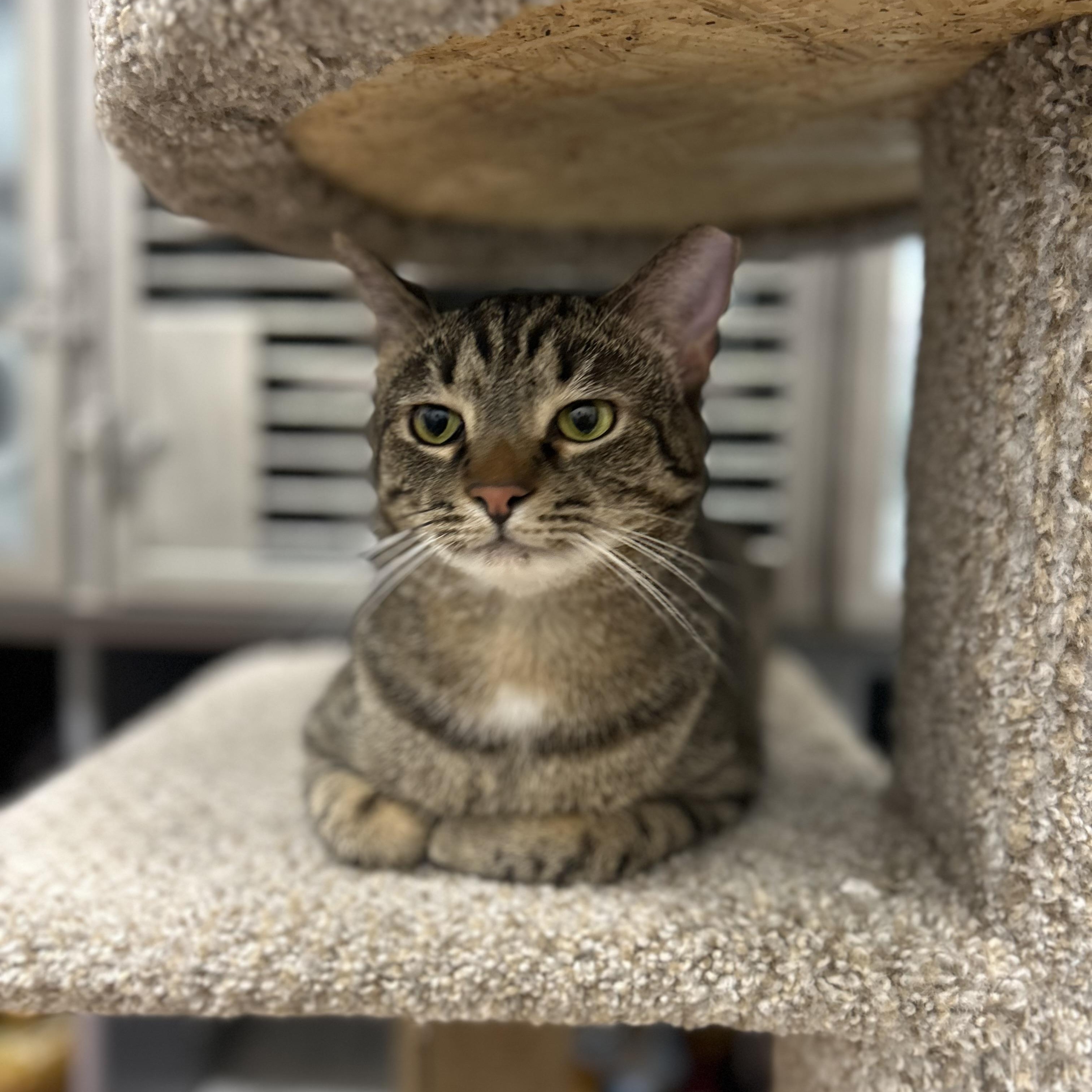 Enlarge Gomez , a ADOPTABLE Domestic Short Hair in Columbus , OH image 4/5