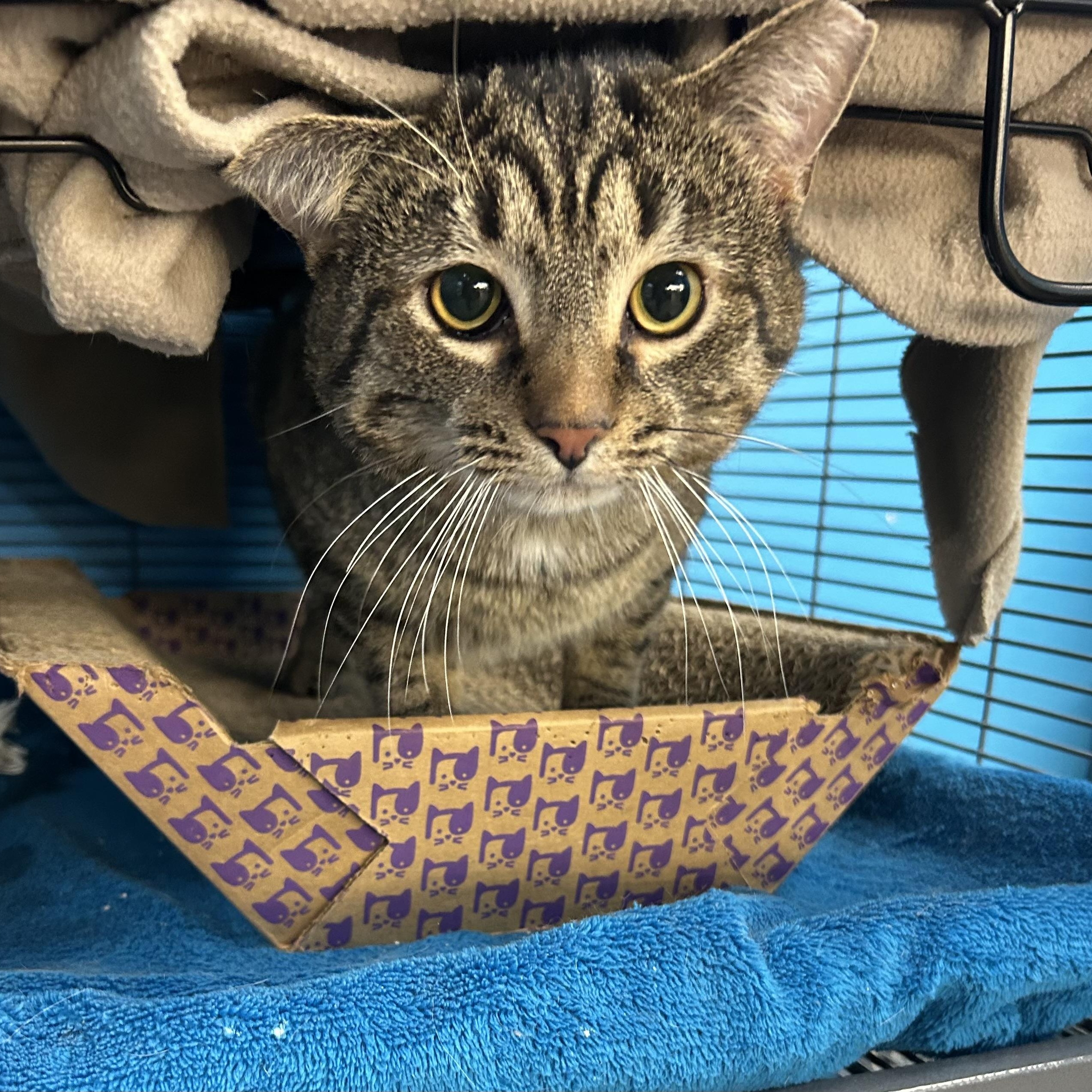 Enlarge Gomez , a ADOPTABLE Domestic Short Hair in Columbus , OH image 3/3