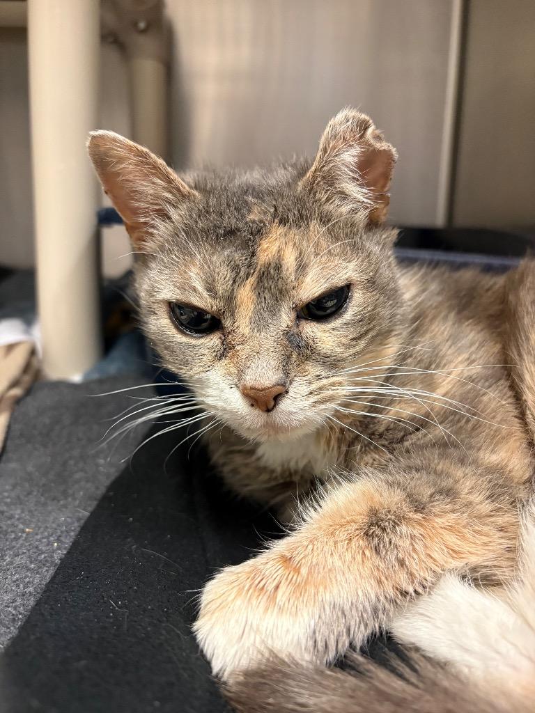 Carly (W. Pine), Adoptable, Young Female Domestic Short Hair.