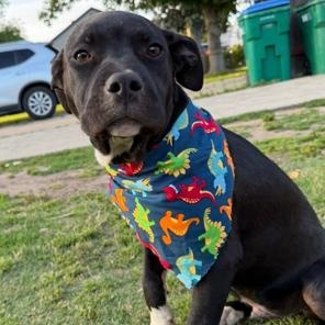 Enlarge Ditto, a ADOPTABLE mixed breed in Lodi, CA image 2/6