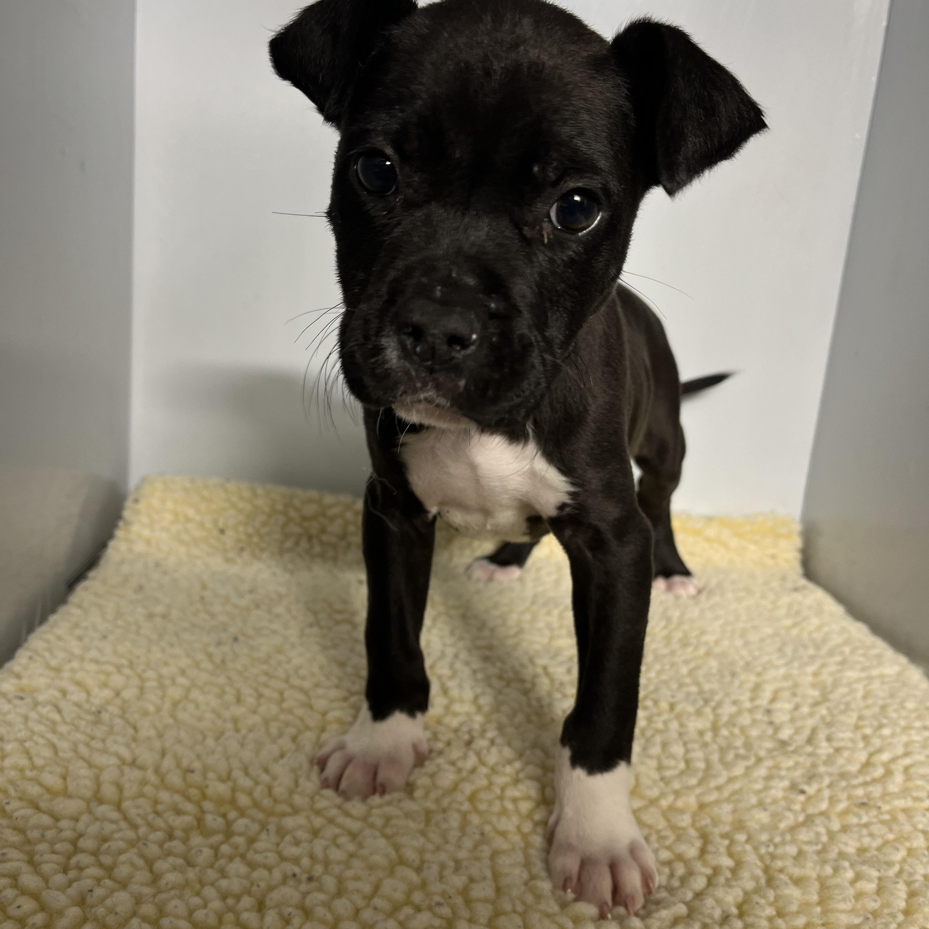 Enlarge Ditto, a ADOPTABLE mixed breed in Lodi, CA image 6/6