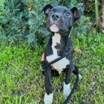 Enlarge Ditto, a ADOPTABLE mixed breed in Lodi, CA image 3/6