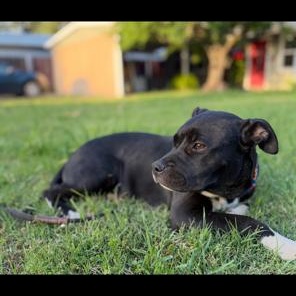 Enlarge Ditto, a ADOPTABLE mixed breed in Lodi, CA image 5/6