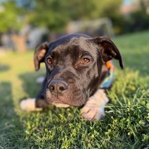 Ditto, ADOPTABLE, Puppy Male Staffordshire Bull Terrier.