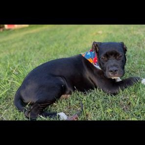 Enlarge Ditto, a ADOPTABLE mixed breed in Lodi, CA image 6/6