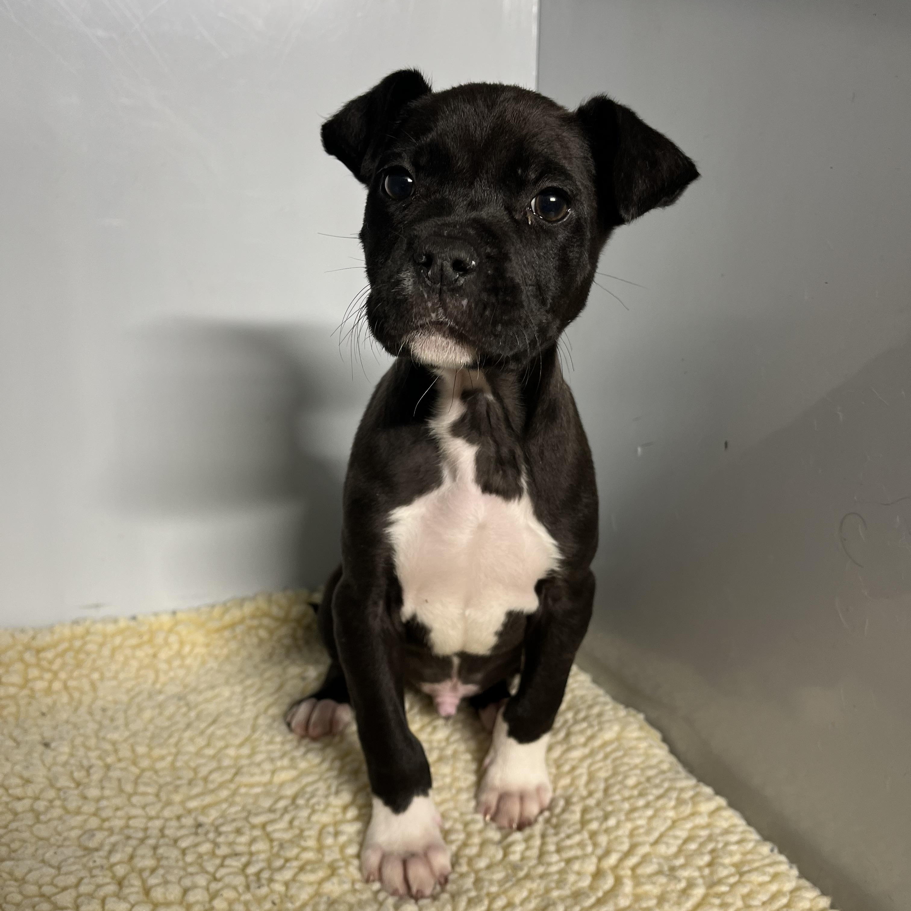 Enlarge Ditto, a ADOPTABLE mixed breed in Lodi, CA image 5/6