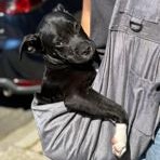 Ditto, ADOPTABLE, Puppy Male Staffordshire Bull Terrier.