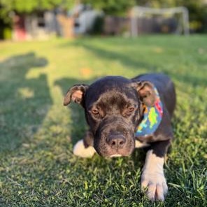 Enlarge Ditto, a ADOPTABLE mixed breed in Lodi, CA image 4/6