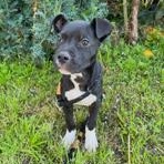 Enlarge Ditto, a ADOPTABLE mixed breed in Lodi, CA image 2/6