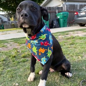 Enlarge Ditto, a ADOPTABLE mixed breed in Lodi, CA image 3/6