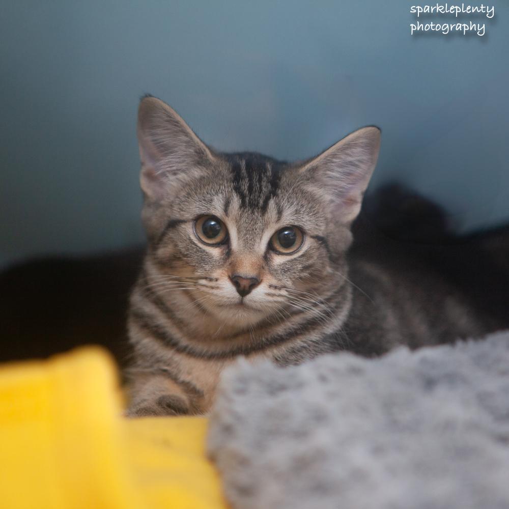 Sundance, adoptable, Kitten Female Domestic Short Hair.