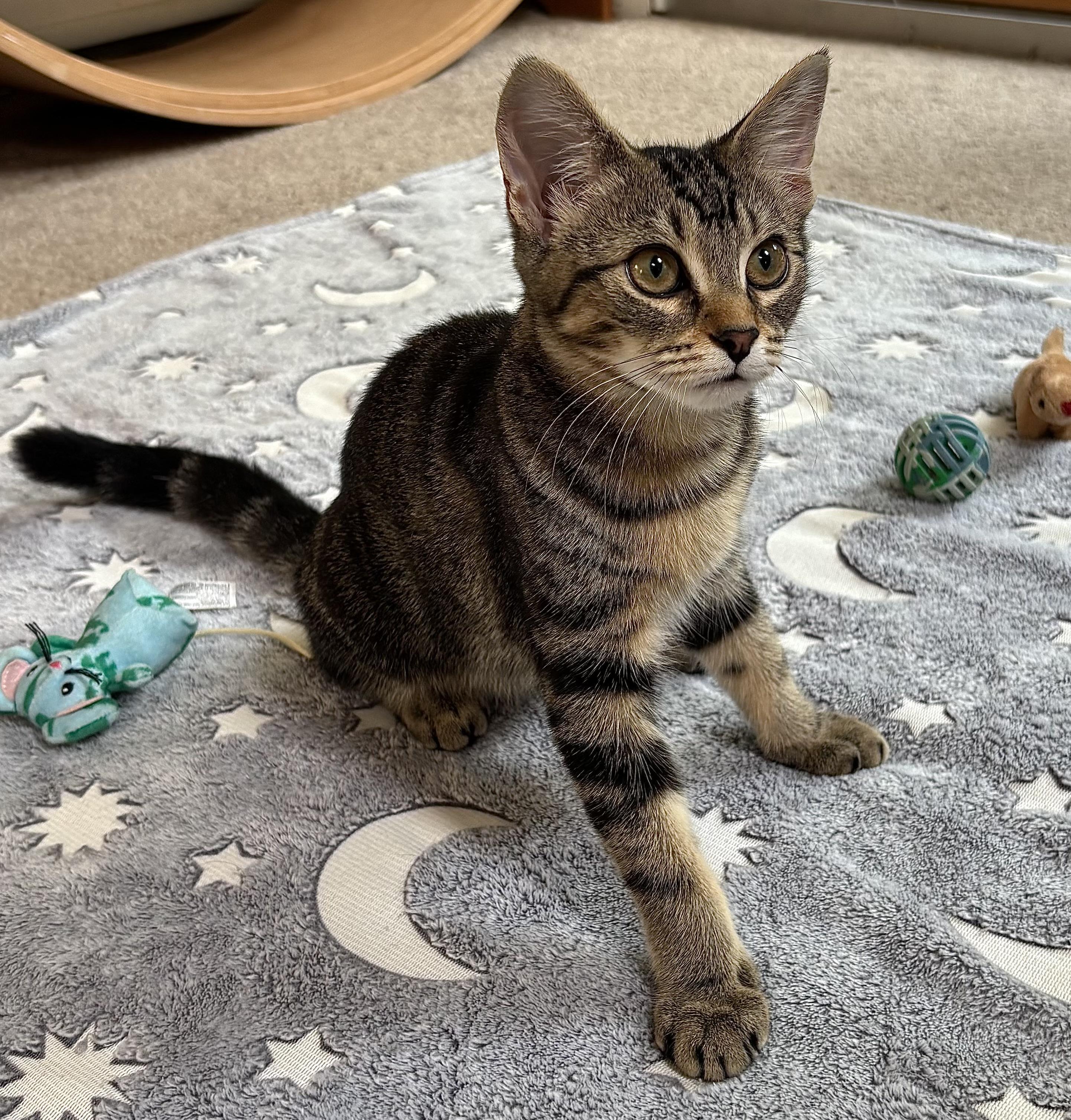Sundance, an adoptable Domestic Short Hair in Ridgefield, CT image 2/6