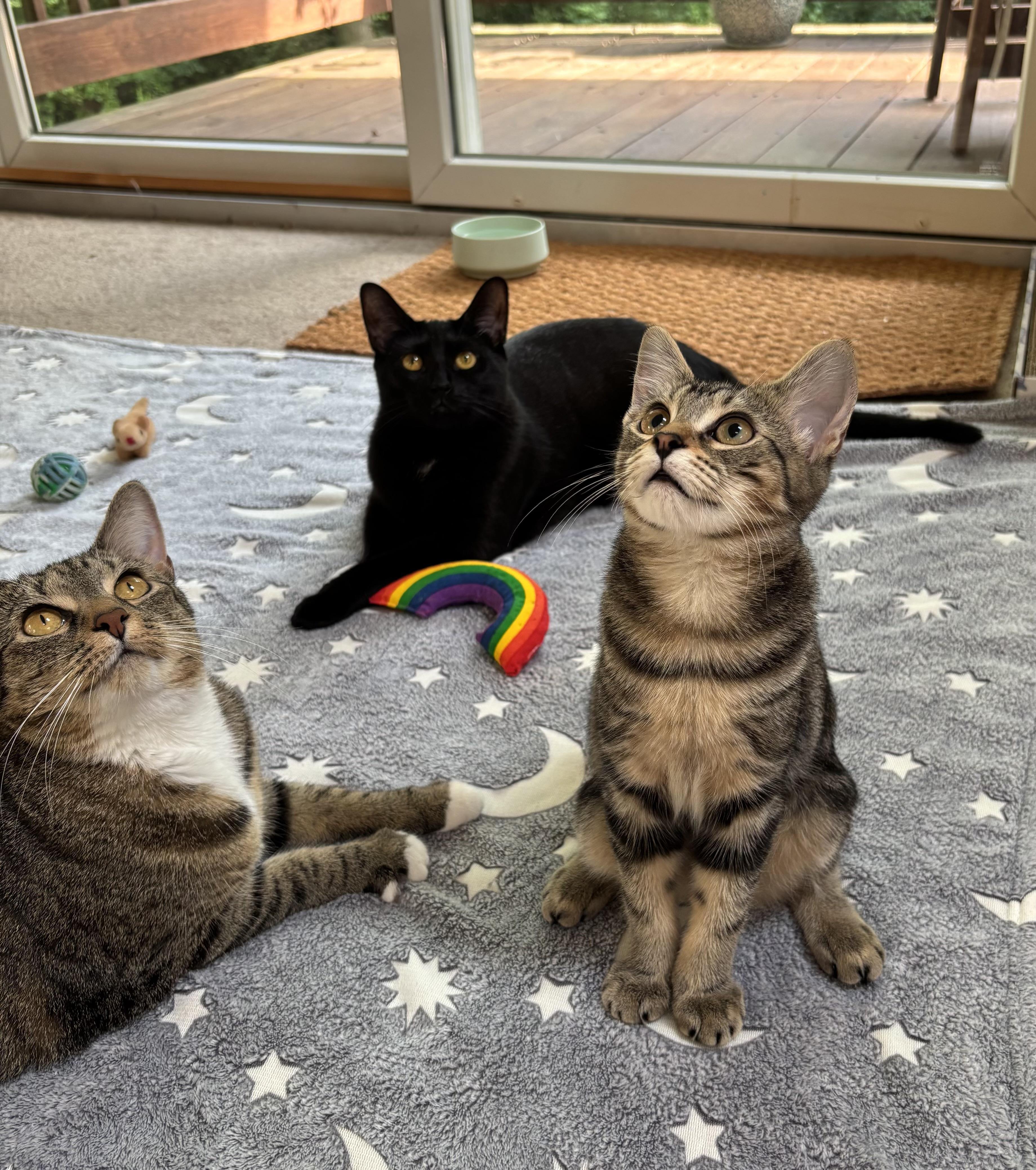 Sundance, an adoptable Domestic Short Hair in Ridgefield, CT image 5/6