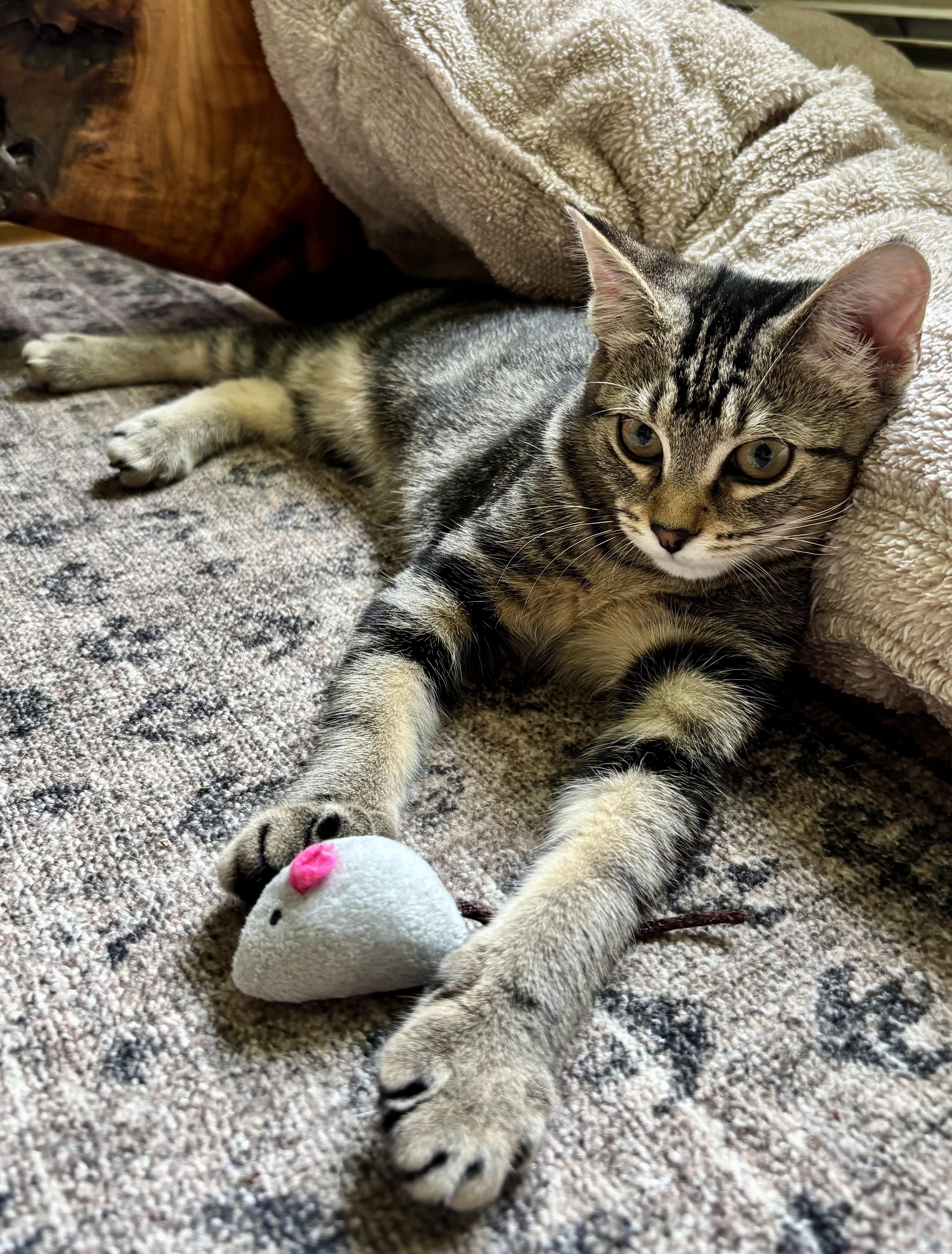 Sundance, an adoptable Domestic Short Hair in Ridgefield, CT image 3/6