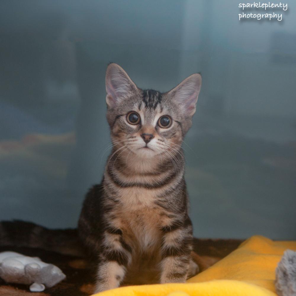 Sundance, an adoptable Domestic Short Hair in Ridgefield, CT image 4/6