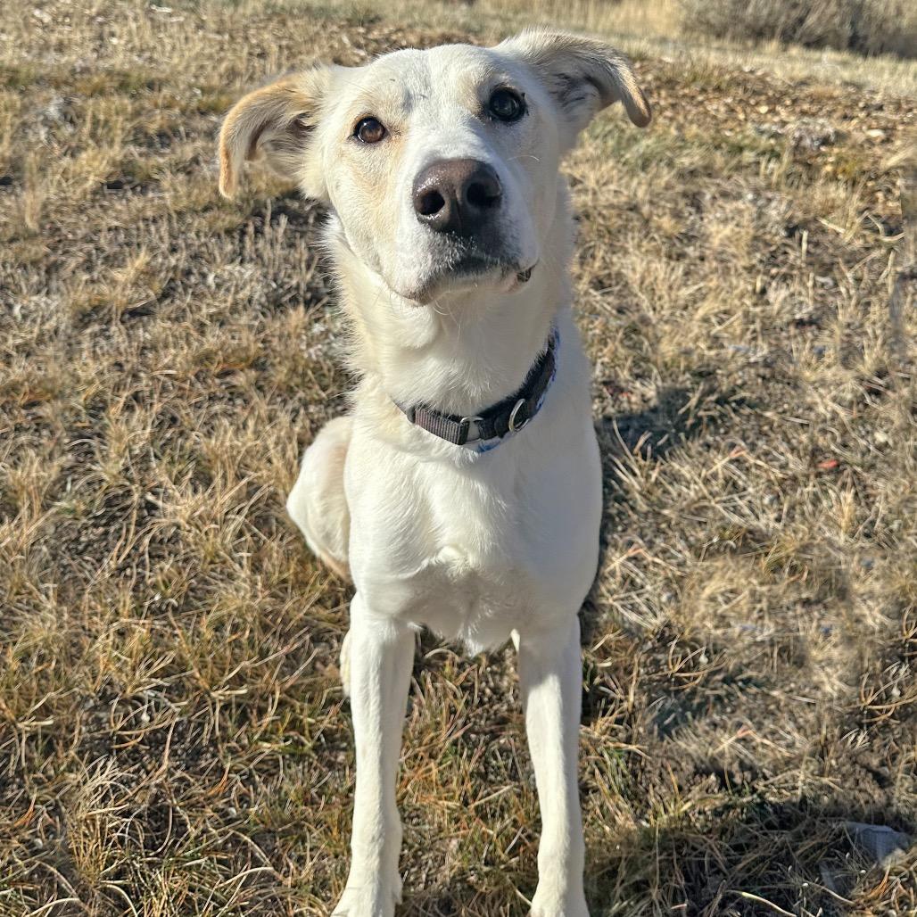 Ajax, a Adoptable Mixed Breed image 1/3