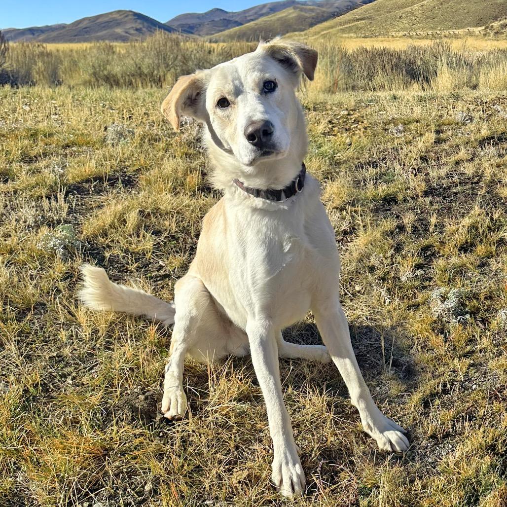 Ajax, a Adoptable Mixed Breed image 2/3