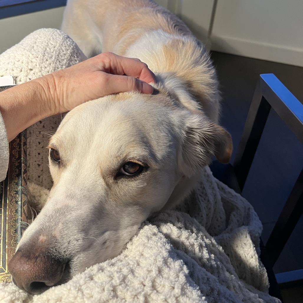 Ajax, a Adoptable Mixed Breed in Hailey, ID image 4/6