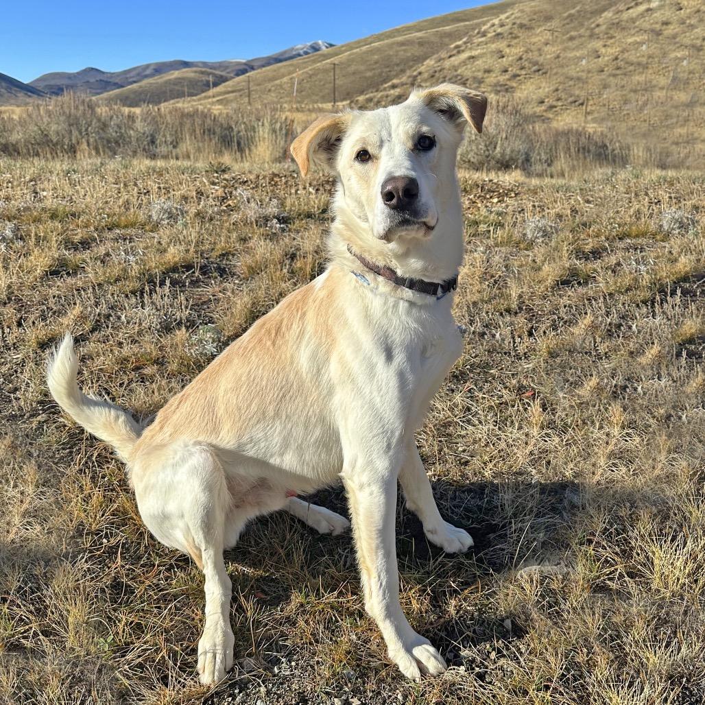 Ajax, a Adoptable Mixed Breed image 3/3