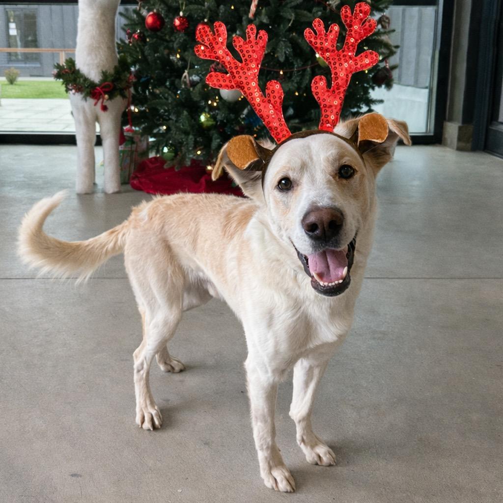 Enlarge Ajax, a Adoptable Mixed Breed in Hailey, ID image 4/4