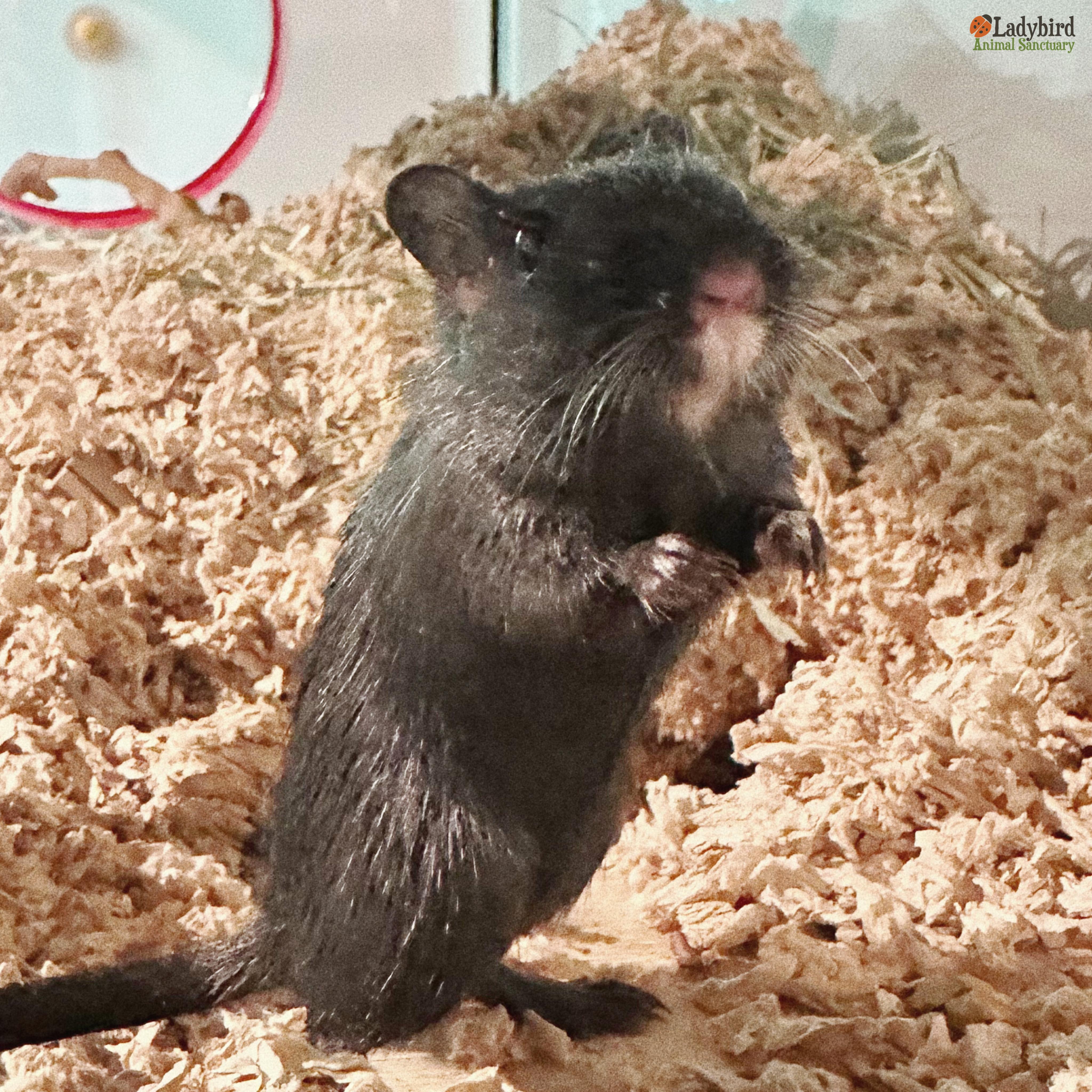 Enlarge Gemma, a Adoptable Gerbil in Hamilton, ON image 1/3
