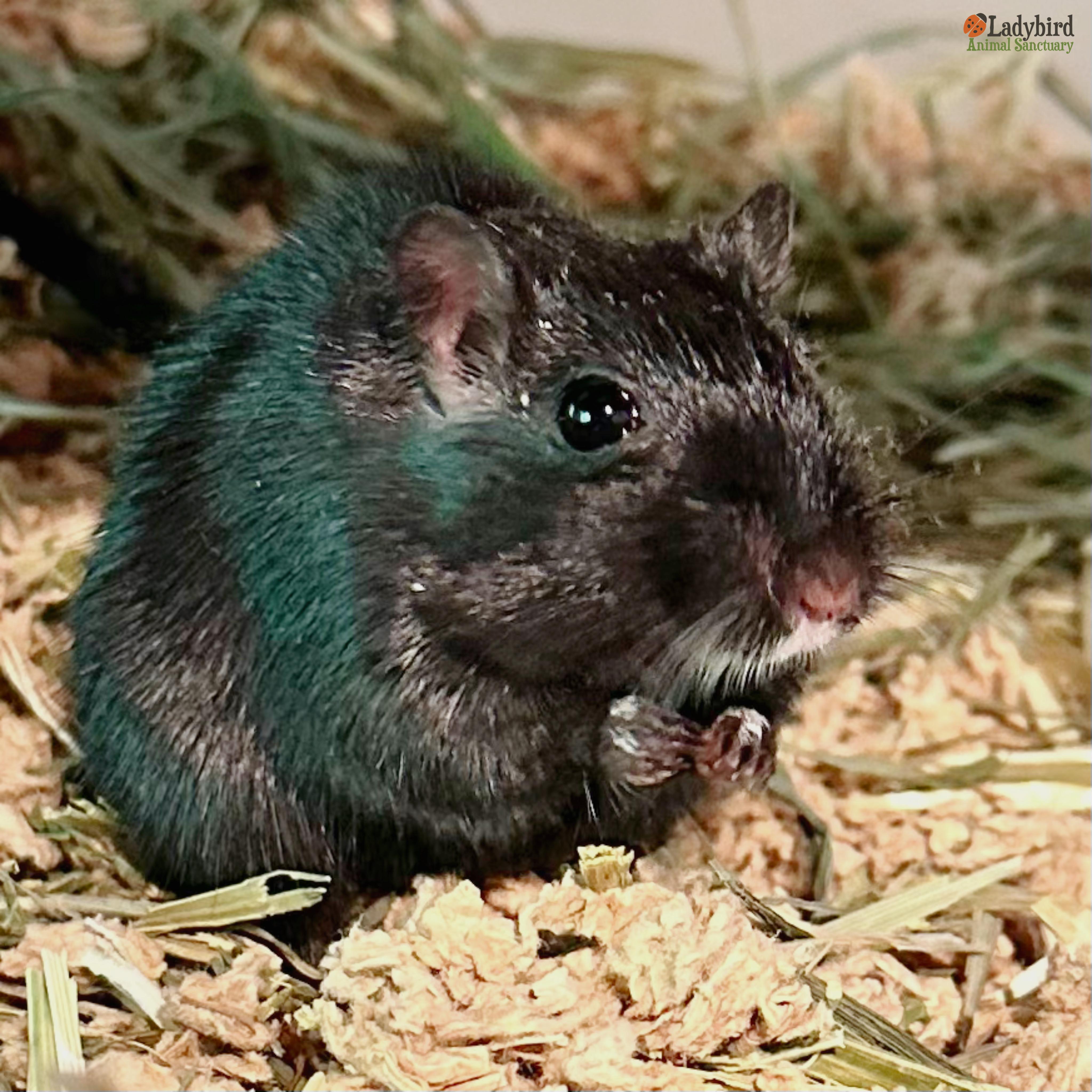 Enlarge Gemma, a Adoptable Gerbil in Hamilton, ON image 2/3