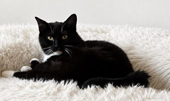 Olive, a ADOPTABLE Domestic Short Hair in Pointe-Claire, QC image 3/4