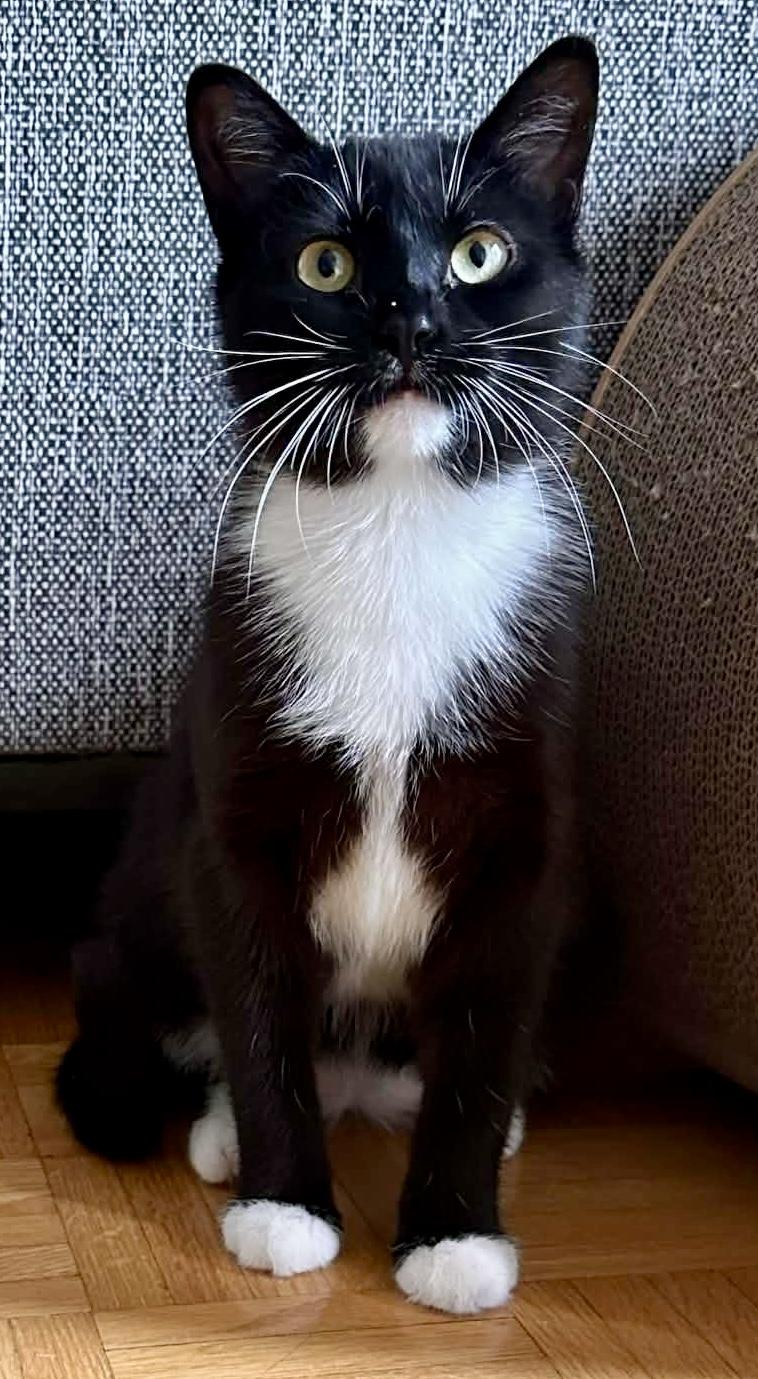 Olive, a ADOPTABLE Domestic Short Hair in Pointe-Claire, QC image 2/4