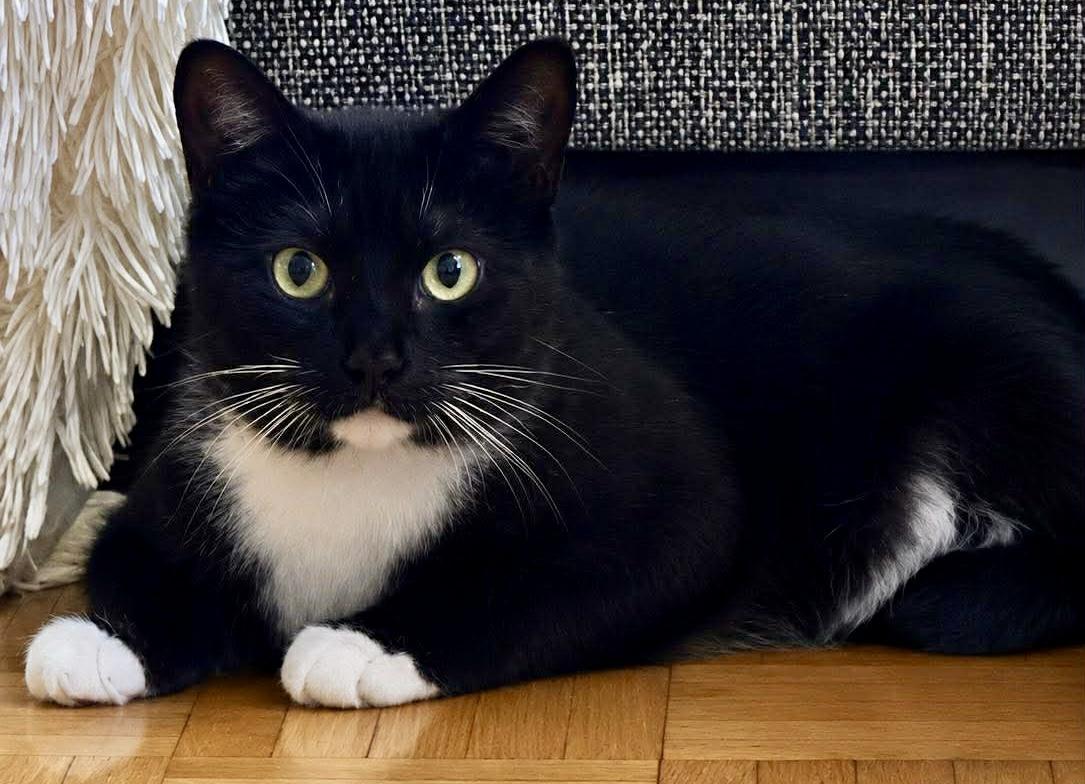 Olive, ADOPTABLE, Kitten Female Domestic Short Hair.