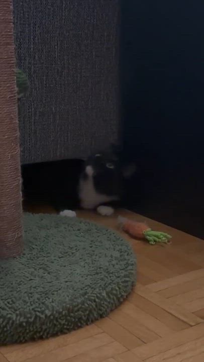 Enlarge Olive, a ADOPTABLE Domestic Short Hair in Pointe-Claire, QC video 4/4
