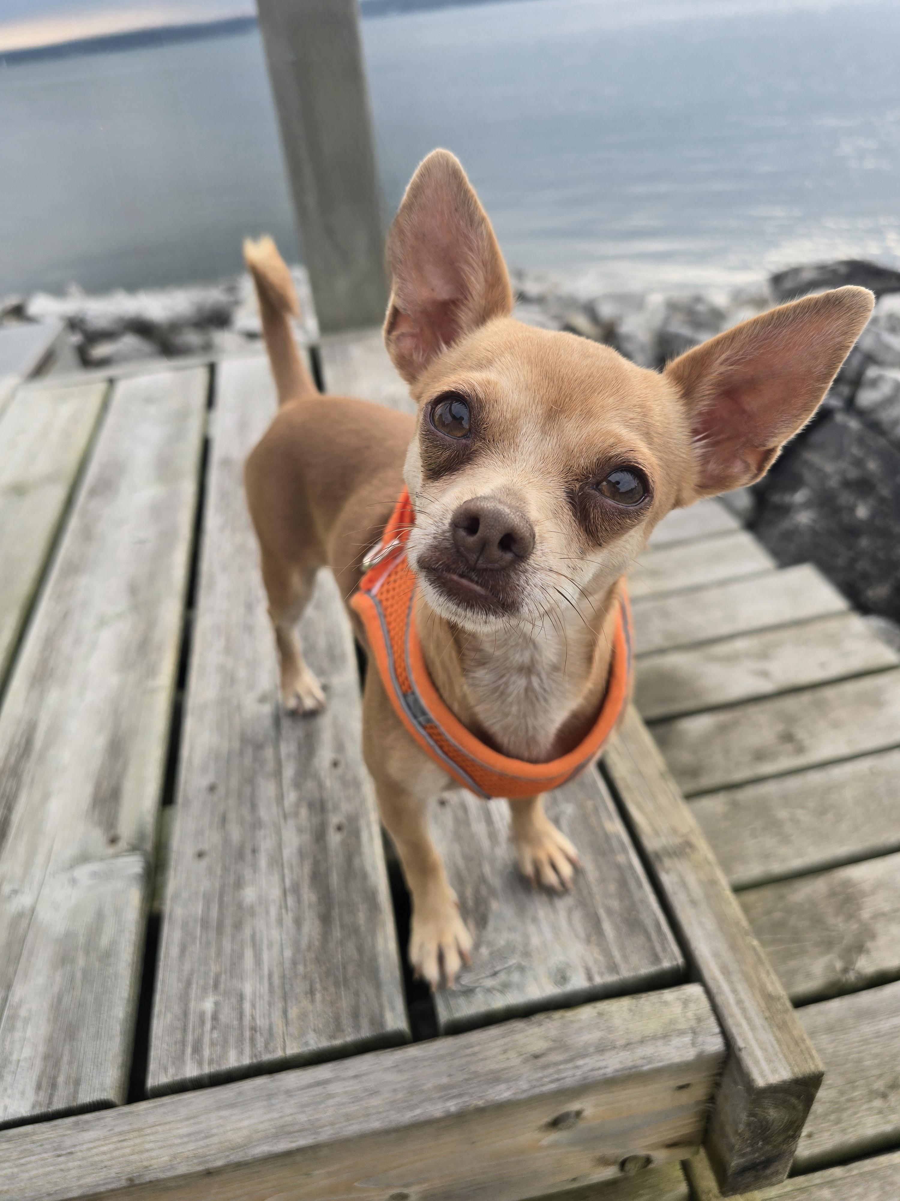 Toes, an adoptable Chihuahua in Chatsworth, ON, N0H 1G0 | Photo Image 4